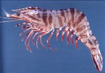 tiger_prawn